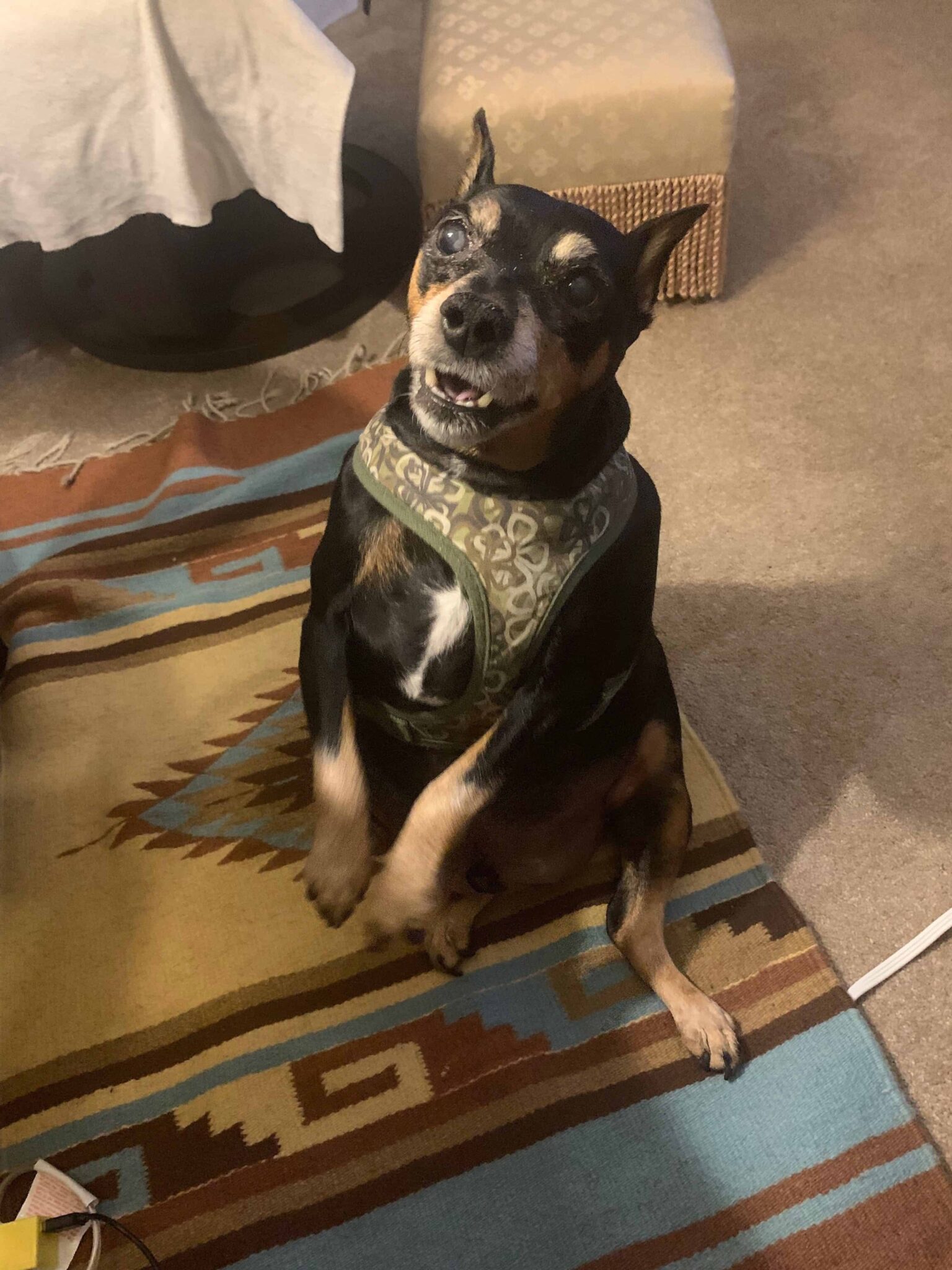 Charlie : Rectory Dog